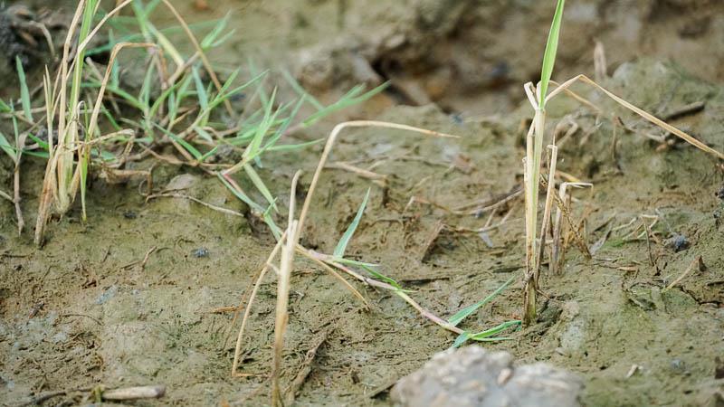 Lúa chết nhường chỗ cho các loài cỏ dại tại một cánh đồng thuộc xã Long Phú (Long Phú, Sóc Trăng).