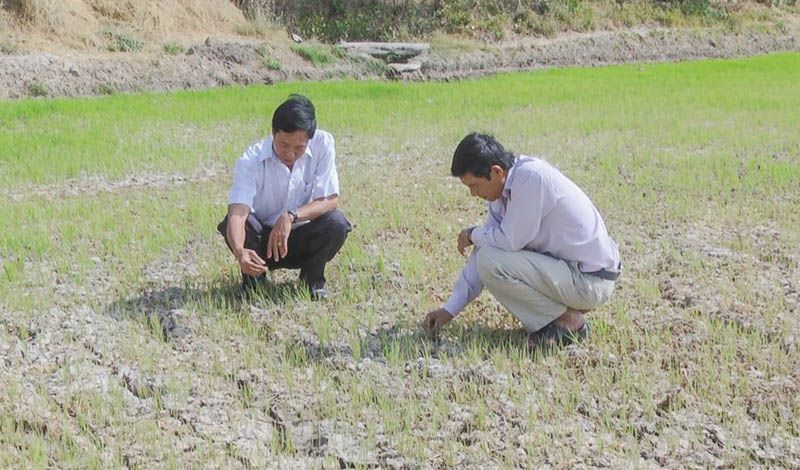 Những đồng lúa cạn nước, lúa chết khô đang xuất hiện ngày càng nhiều trên địa bàn huyện Long Phú (Sóc Trăng).