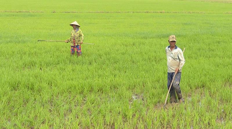 Sở Nông nghiệp và Phát triển nông thôn, diện tích lúa Đông - Xuân muộn của tỉnh hơn 41.000ha, trong đó diện tích lúa trong kế hoạch hơn 31.000ha, ngoài kế hoạch hơn 9.400ha, cao hơn 34% so cùng kỳ năm trước.