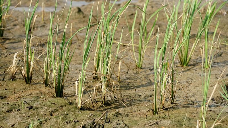 Ông Danh Ngọc Triệu, ở xã Long Phú cho biết vụ này ông canh tác gần 10ha lúa giống OM5451, hiện lúa đã được hơn 1 tháng tuổi. Trong những ngày qua lúa thiếu nước và đã có một số diện tích bị chết khô. Nếu tình hình mặn còn kéo dài thì 10 ha lúa này coi như mất trắng.