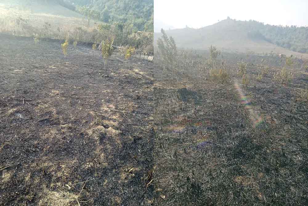 Hiện trường vụ cháy 3,2ha cây mắc tại Điện Biên. Ảnh: Người dân cung cấp