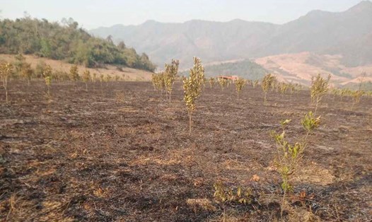Công an điều tra nguyên nhân vụ 3,2ha cây mắc ca bị cháy rụi ở Điện Biên. Ảnh: Người dân cung cấp