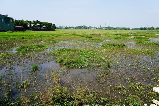 Dự án khu đô thị Bàu Giang thuộc địa phận xã Nghĩa Trung có diện tích khoảng 26 hecta, đa phần là đất trồng lúa. Ảnh: Ngọc Viên