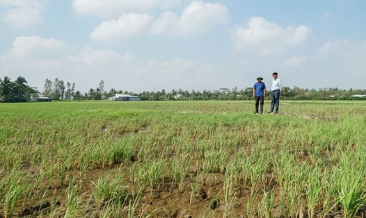 Bất chấp khuyến cáo, nhiều nông dân ở Sóc Trăng vẫn xuống giống lúa ngay mùa hạn, mặn. Ảnh: Phương Anh