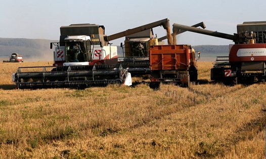 Thu hoạch lúa mì ở Nga. Ảnh: Xinhua