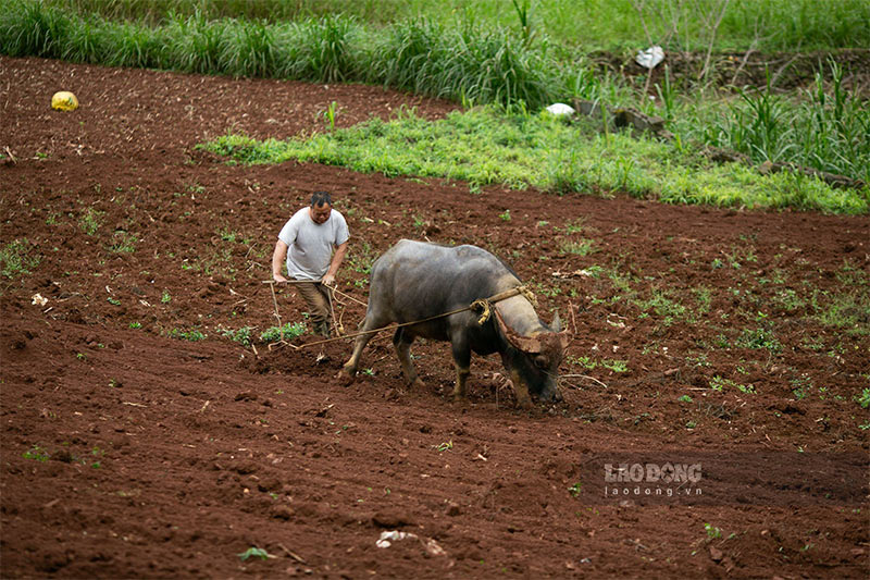 Vì lý do đó, một số địa phương như Lục Khu (huyện Hà Quảng), huyện Bảo Lâm, Bảo Lạc... đã chủ động gieo cấy sớm các cây trồng vụ xuân. Những vùng đất này nhiều năm qua luôn chịu ảnh hưởng nặng nề mỗi dịp mùa khô bởi địa hình chủ yếu là núi đá, không có mạch nước ngầm hay sông suối.