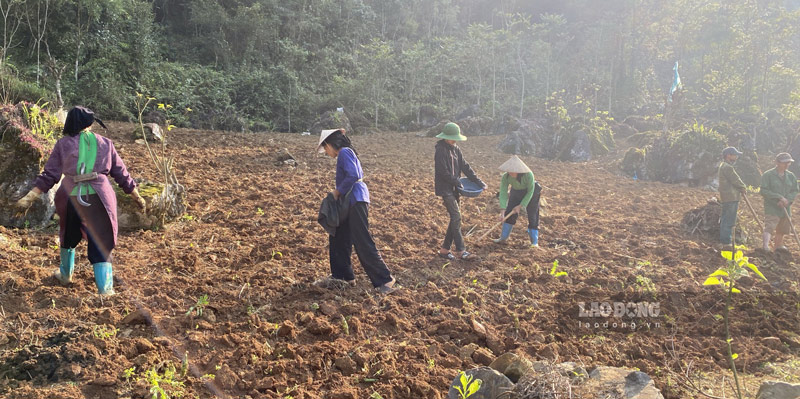 Tại những vùng đất khô hạn, người dân chỉ có thể trồng cây ngô, cây lạc bởi giống loài này chịu hạn tốt hơn cả.