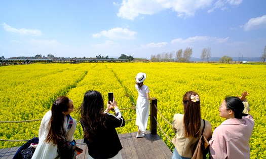 Mùa hoa cải vàng ở Côn Minh thu hút đông đảo du khách tới tham quan từ cuối tháng 2 tới nửa đầu tháng 3. Ngoài ra, du khách đến Côn Minh mùa này được tham gia nhiều hoạt động văn hóa của người Yi huyện Tân Ninh như hát múa truyền thống, chơi trống Yanglao...