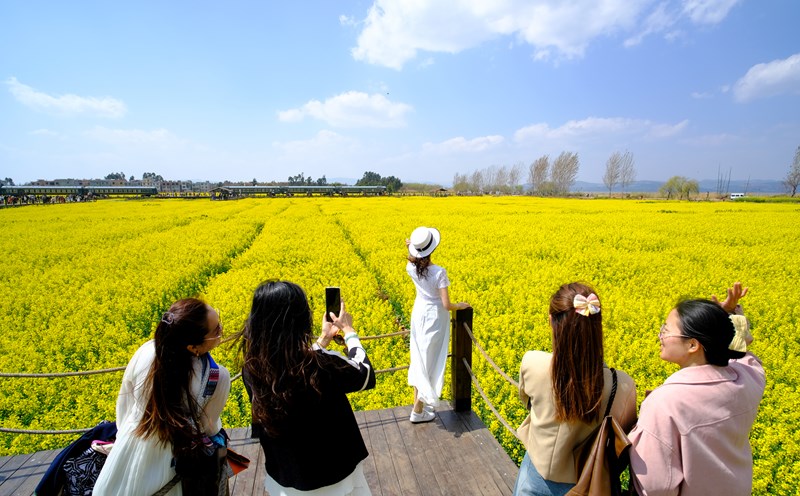 Mùa hoa cải vàng ở Côn Minh thu hút đông đảo du khách tới tham quan từ cuối tháng 2 tới nửa đầu tháng 3. Ngoài ra, du khách đến Côn Minh mùa này được tham gia nhiều hoạt động văn hóa của người Yi huyện Tân Ninh như hát múa truyền thống, chơi trống Yanglao...