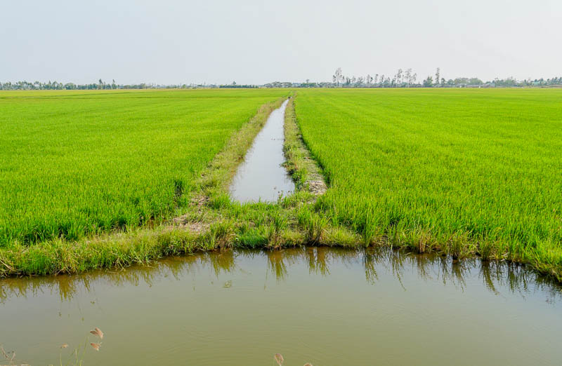 Nước về các cánh đồng lúa trở nên xanh mướt sau nhiều ngày khô cạn.