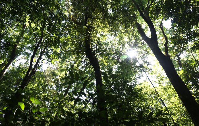 Khu bảo tồn thiên nhiên Bắc Hướng Hóa nằm phía Tây của tỉnh Quảng Trị được thành lập theo quyết định 479/QĐ-UBND ngày 14.3.2007 của UBND tỉnh Quảng Trị. Nơi này có tổng diện tích 23.456,72 ha, trong đó rừng tự nhiên chiếm 21.473,29 ha. Trong ảnh là một khu rừng tự nhiên có các cây gỗ lớn và tre, vào lúc mặt trời sắp đứng bóng, nhưng ánh nắng chỉ len lỏi vào vì rừng khá rậm.