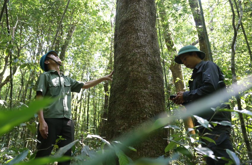 Ông Hà Văn Hoan (trái ảnh), Giám đốc Ban Quản lý Khu bảo tồn thiên nhiên Bắc Hướng Hóa cho biết, trong quá trình đặt máy bẫy ảnh, ngoài việc điều tra việc phân bố, sinh sống của các loại động vật quý hiếm để có kế hoạch bảo vệ, máy bẫy ảnh còn phát hiện người dân vào rừng vì nhiều mục đích. Cũng nhờ máy bẫy ảnh, đơn vị này đã gọi nhiều người đến răn đe, xử lý việc vào rừng đặt bẫy thú, hoặc vi phạm lâm luật. 