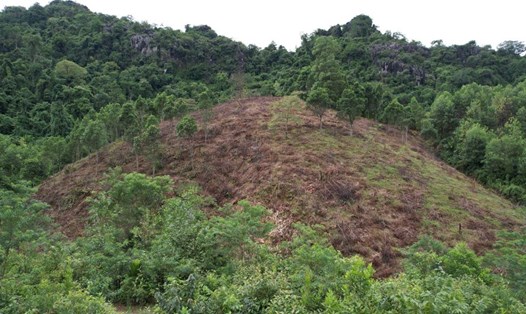 Một diện tích đất rừng phòng hộ ở huyện Đakrông bị người dân xâm lấn, sử dụng từ lâu. Ảnh: Hưng Thơ
