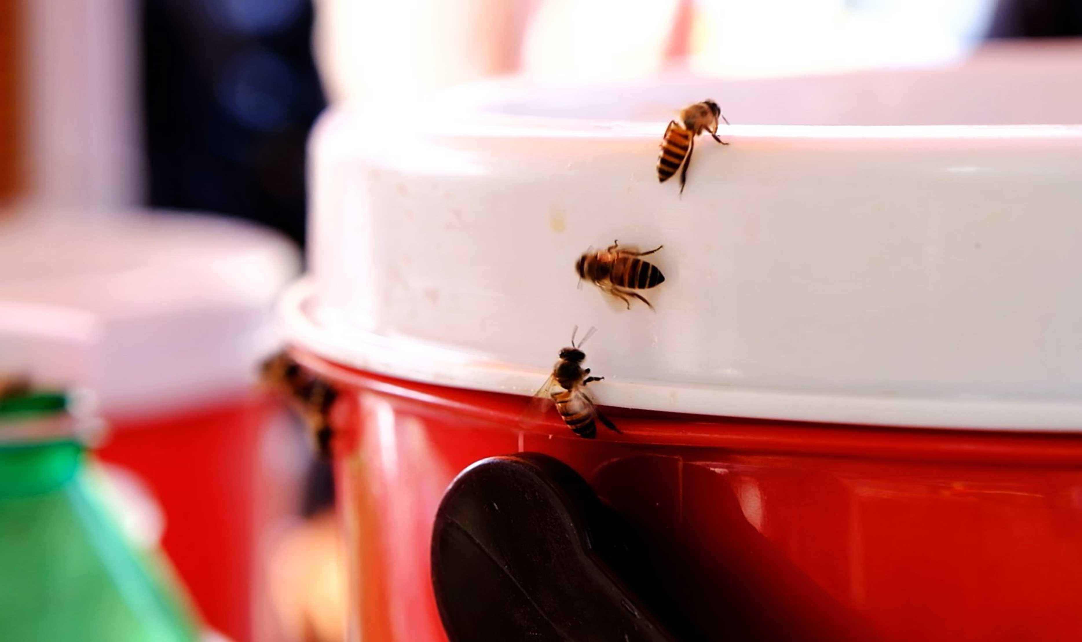 Con gái bà Sáu cho biết, hơn 40 năm nay, mỗi lần dọn hàng ra bán là ong lại bay đến hút sâm và không ít lần chị cũng bị đàn ong này chích.