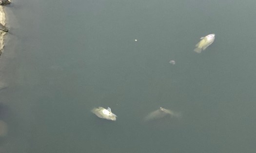 Hình ảnh cá chết tại hồ trong Công viên Thiên văn học. Ảnh: Thục Quyên 
