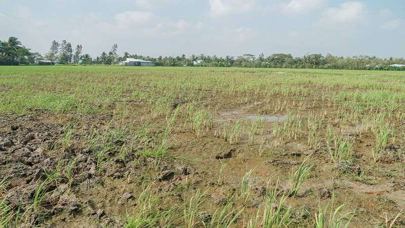 Nhiều diện tích lúa trên địa bàn tỉnh Sóc Trăng bị thiếu nước do ảnh hưởng hạn, xâm nhập mặn. Ảnh: Phương Anh
