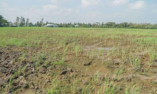 Nhiều diện tích lúa trên địa bàn tỉnh Sóc Trăng bị thiếu nước do ảnh hưởng hạn, xâm nhập mặn. Ảnh: Phương Anh
