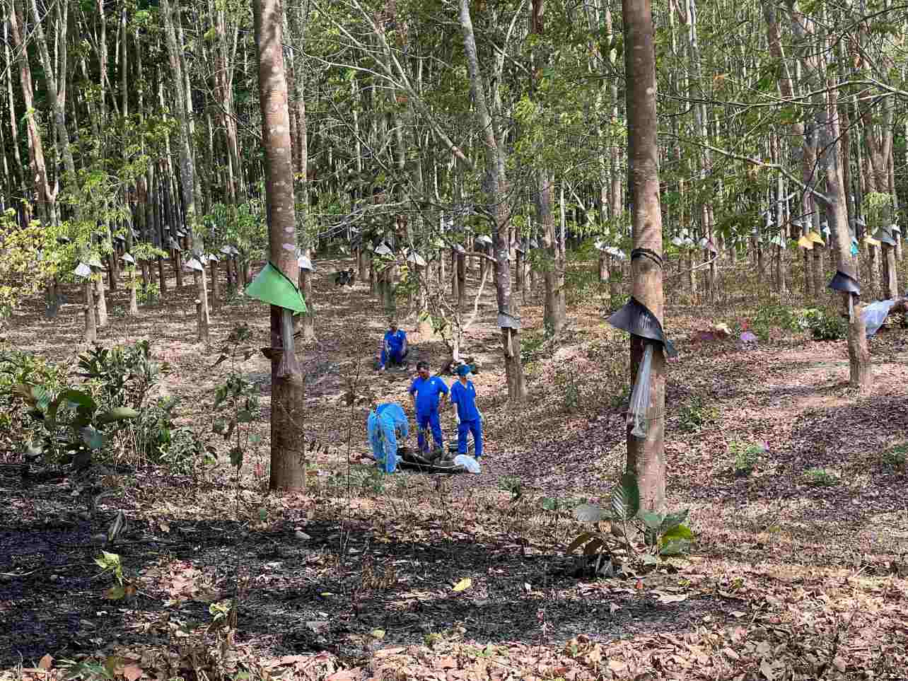 Lực lượng chức năng đang tiến hành khám nghiệm tử thi tại rừng cao su. Ảnh: Lê Nguyên