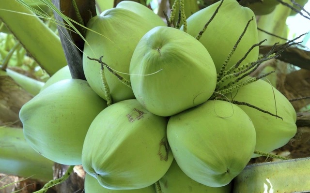 Biết uống nước dừa đúng cách sẽ tốt cho giảm cân và hỗ trợ giảm mỡ bụng. Ảnh: Sưu tập