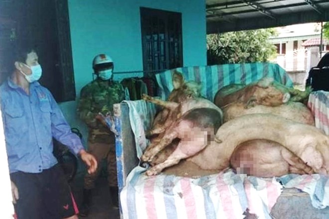 Hình ảnh tiêu hủy lợn bị dịch bệnh tại Hà Tĩnh. Ảnh: Trần Tuấn.