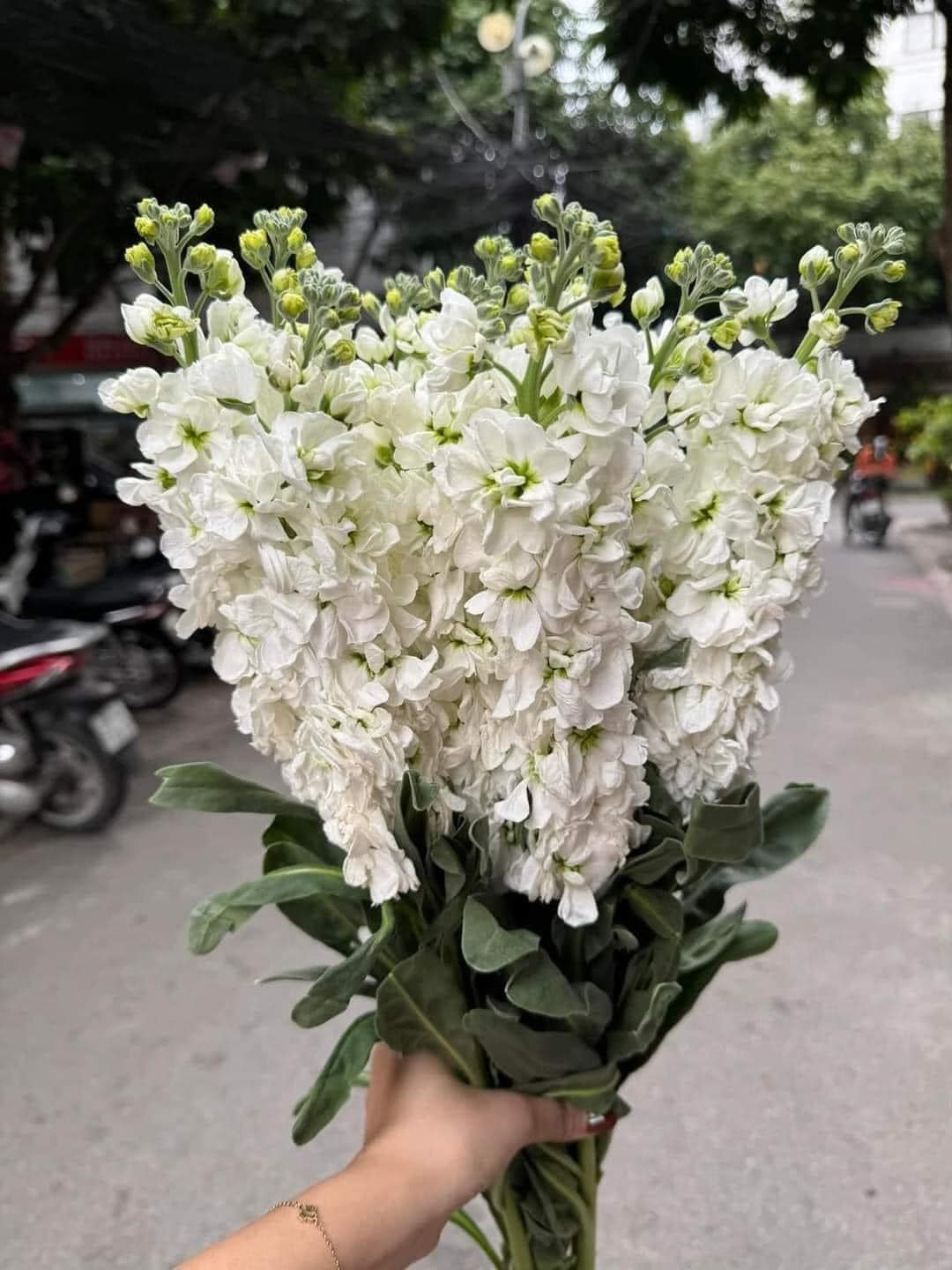 Hoa phi yến đang vào mùa. Ảnh: Mai Hoa