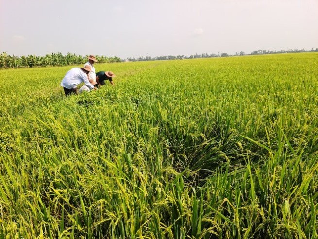 Cánh đồng lúa của HTX Nông nghiệp Tân Đông dùng sản phẩm hữu cơ, sinh học cho chất lượng cao. Ảnh: Vũ Long