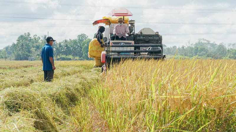 Giá lúa biến động khiến thương lái bỏ cọc không thu mua. Ảnh: Phương Anh.