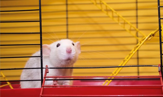 Trí tuệ nhân tạo đã có thể dự đoán chính xác 95% hành động của chuột nhờ vào dữ liệu não. Ảnh: Chụp màn hình