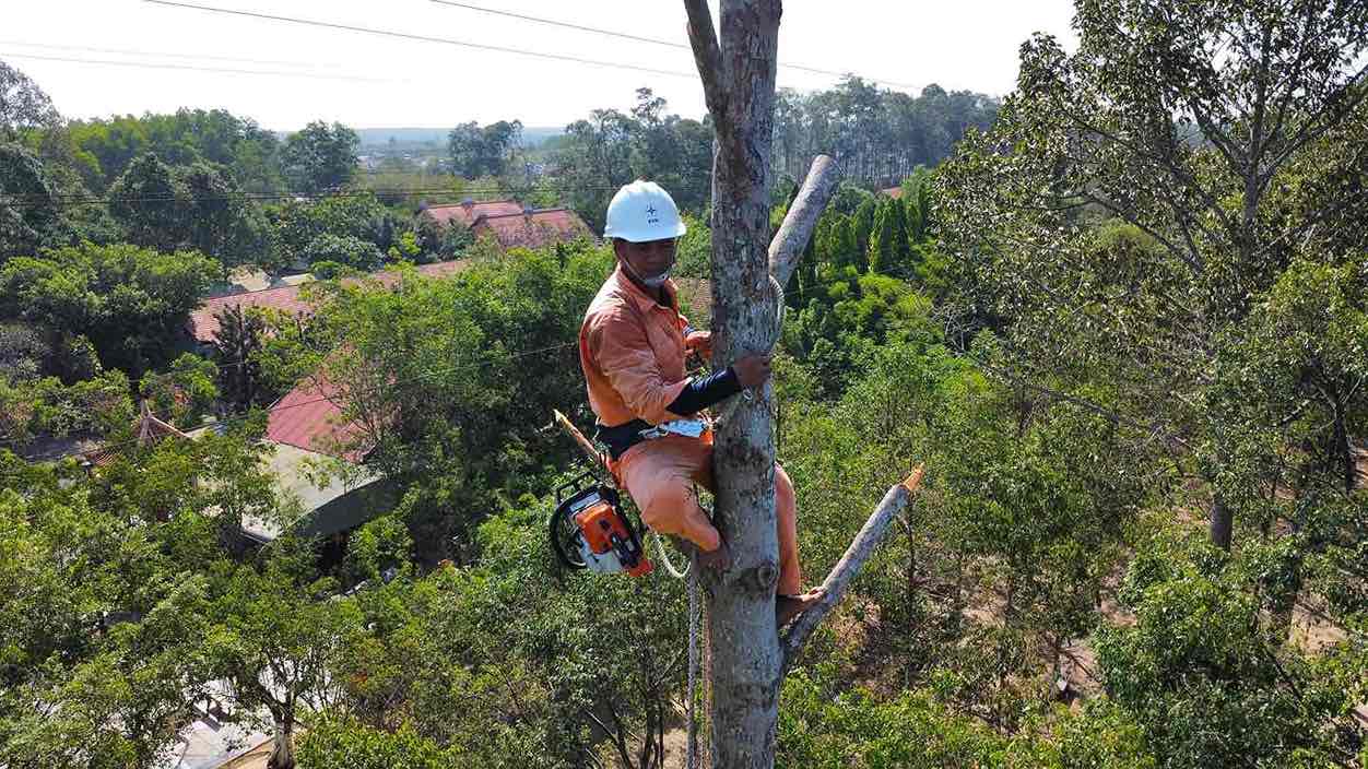 Nhiều cây xanh phát triển cao có nguy cơ ảnh hưởng hành lang an toàn lưới điện được cắt tỉa bớt. Ảnh: Hà Anh Chiến