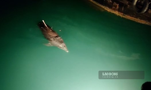 Cá heo xuất hiện gần mạn tàu ngủ đêm trên vịnh Hạ Long. Ảnh: Nguyễn Văn Thăng 