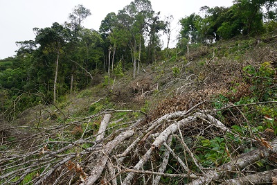 Gia Lai xử phạt cá nhân có hành vi phá rừng. Hình minh họa 