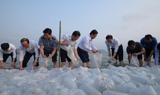 Bộ trưởng Bộ NNPTNT Lê Minh Hoan và Bí thư Tỉnh ủy Quảng Ninh tham gia thả 5 triệu con giống thủy sản xuống vịnh Bắc Bộ chiều 31.3.2024. Ảnh: Đinh Tùng