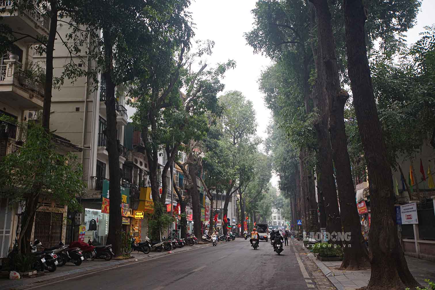 Hàng cây sao đen trên phố Lò Đúc (quận Hai Bà Trưng, Hà Nội)  được người Pháp trồng từ đầu thế kỉ XX, có đường kính từ 80-90 cm, cao khoảng 20 m, thân cao vút thẳng đứng, tán lá xanh tươi tỏa bóng. 