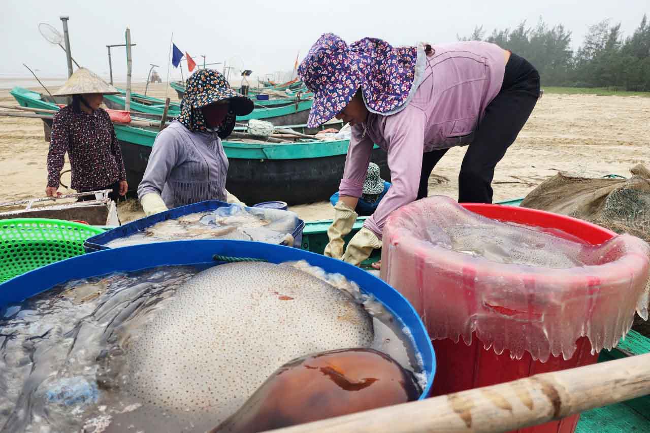 Tiểu thương ra tận bãi biển thu mua sứa biển của ngư dân đánh bắt về. Ảnh: Trần Tuấn.