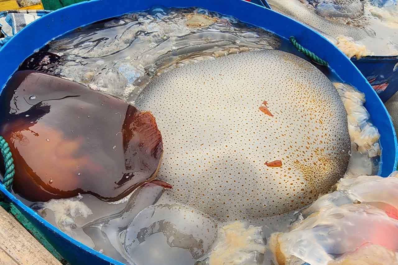 Cận cảnh những con sứa biển lớn nặng hàng chục kg. Ảnh: Trần Tuấn.