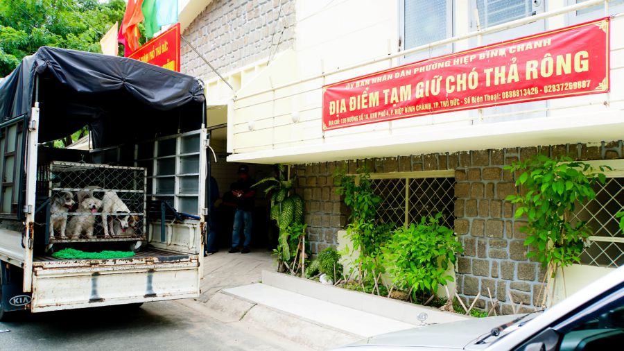 Chó thả rông sau khi bắt về sẽ được tạm nuôi giữ ở khu cách xa dân cư và đợi chủ nhân lên nộp phạt theo quy định. Ảnh: Minh Tâm