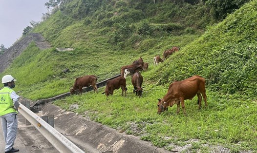 Đưa đàn bò ra khỏi cao tốc Nội Bài - Lào Cai để đảm bảo an toàn giao thông trên tuyến. Ảnh: Người dân cung cấp