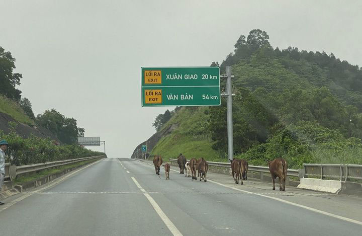 Một đàn bò đi lạc vào Km254, cao tốc Nội Bài - Lào Cai sáng 6.4. Ảnh: Người dân cung cấp