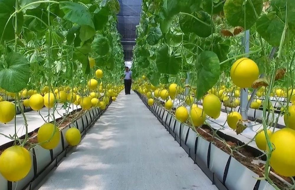 Mô hình trồng dưa vàng trong nhà lưới tại xã Xuân Bái, huyện Thọ Xuân. Ảnh: Hưng Thơ