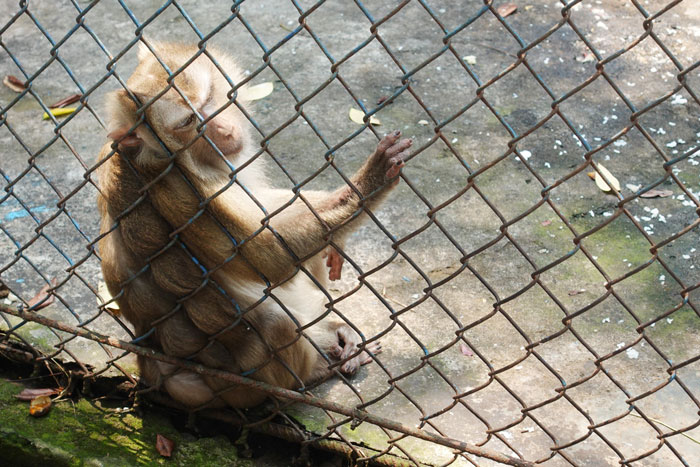 Những con khỉ bị nuôi nhốt quá lâu, chăm sóc không được kỹ lưỡng tựa vào lồng sắt khiến ai thấy cũng xót xa. Ảnh: Trần Thi