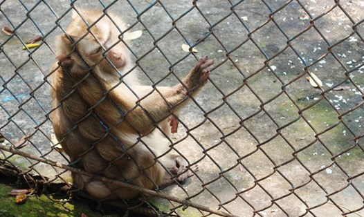 Những con khỉ bị nuôi nhốt quá lâu, chăm sóc không được kỹ lưỡng tựa vào lồng sắt khiến ai thấy cũng xót xa. Ảnh: Trần Thi