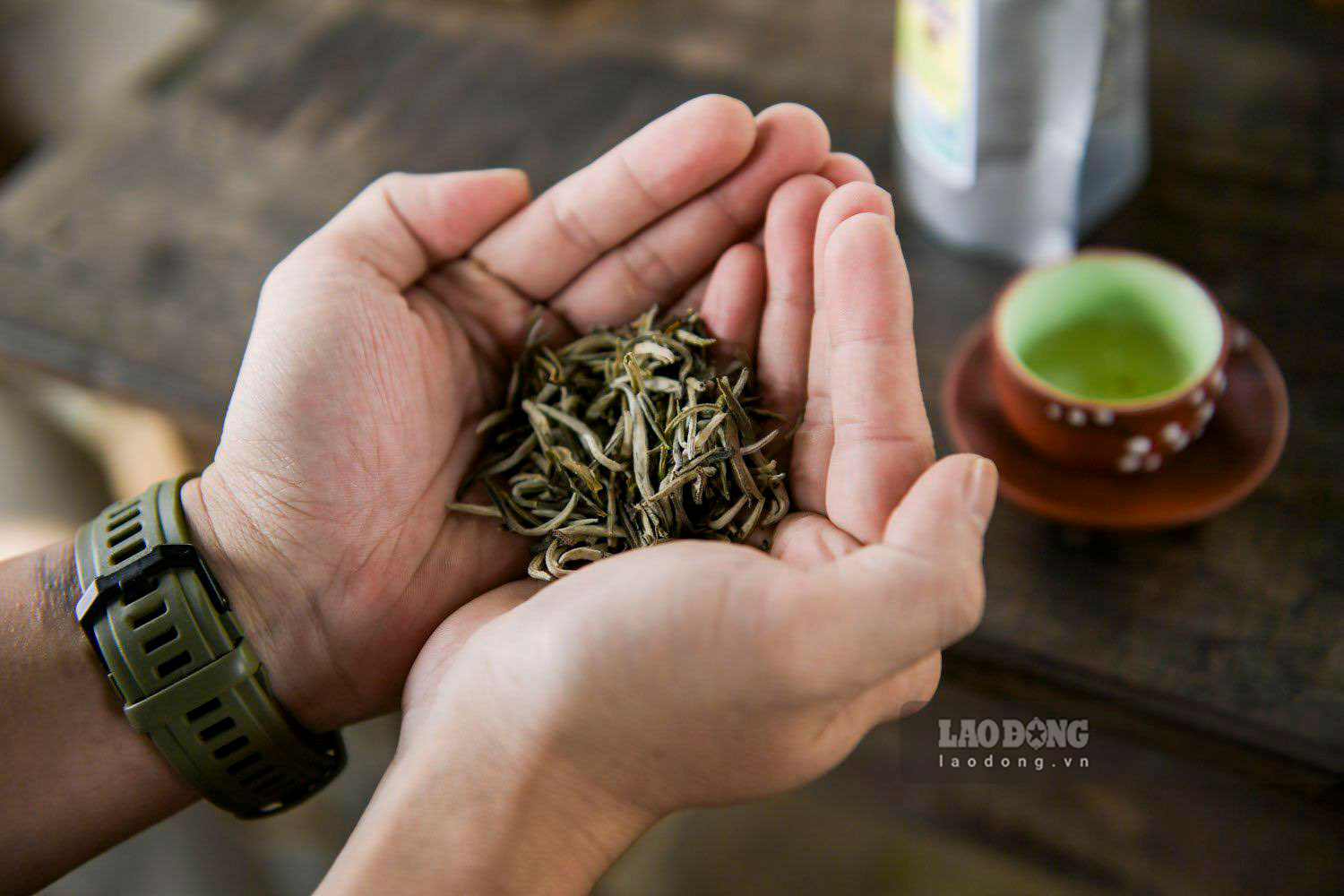 Văn Chấn nói chung và Suối Giàng nói riêng ngày càng được biết đến như một vùng đất của thương hiệu trà Shan tuyết thượng hạng. Ảnh: Bảo Nguyên