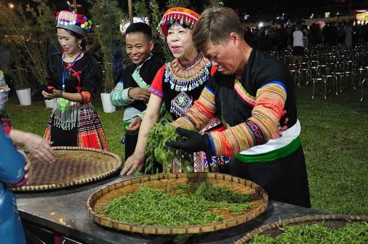 Nhiều cây chè Shan tuyết ở Suối Giàng có tuổi đời lên tới vài trăm năm. Ảnh: Đinh Đại
