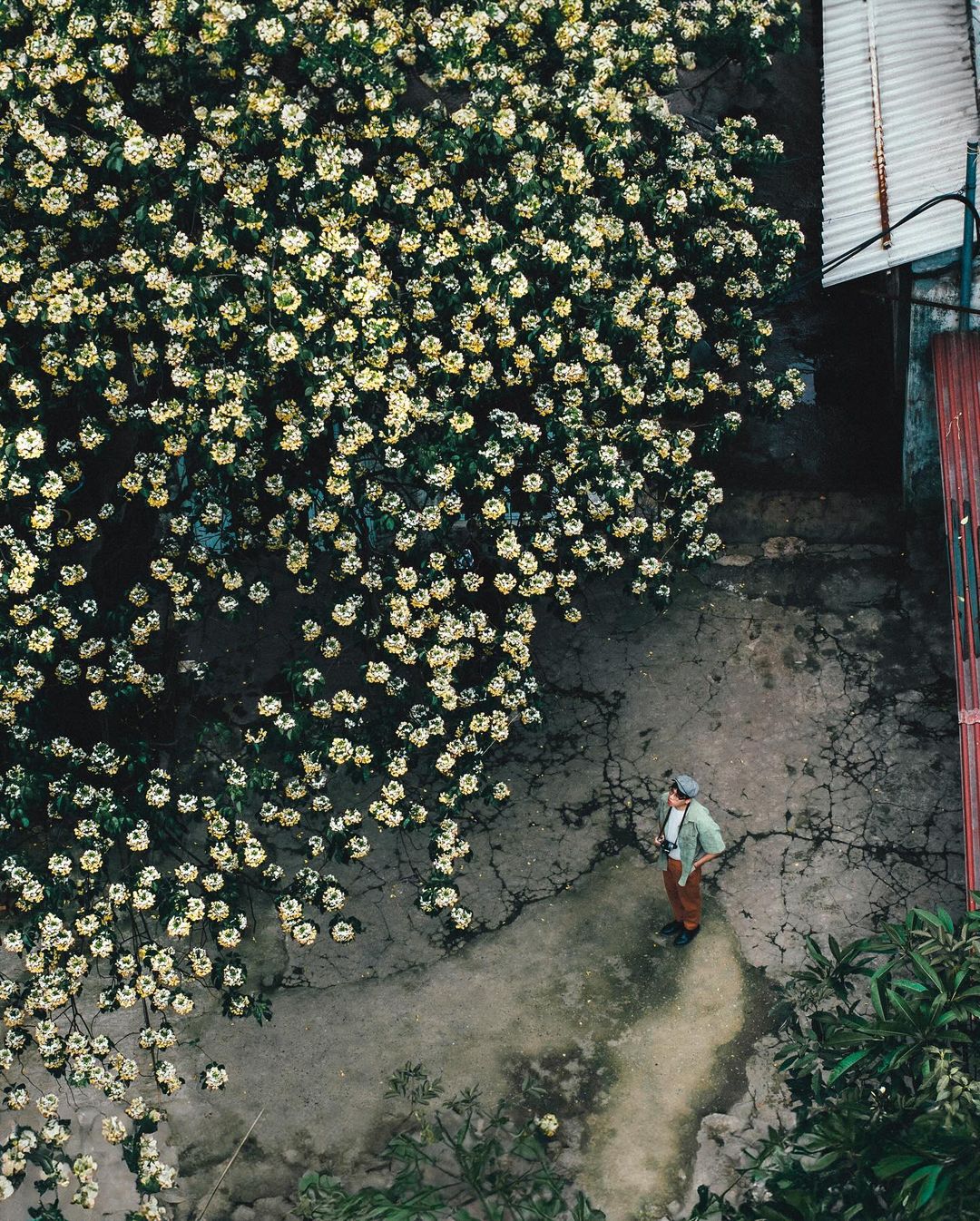 Ngoài hoa ban, hoa sưa, tháng 4 ở Hà Nội còn là mùa của hoa bún, hay còn gọi là bạch hoa hay màn màn. Hoa bún mọc thành từng chùm tròn xoe ở phía đầu cành. Ảnh: Instagram Mituchan