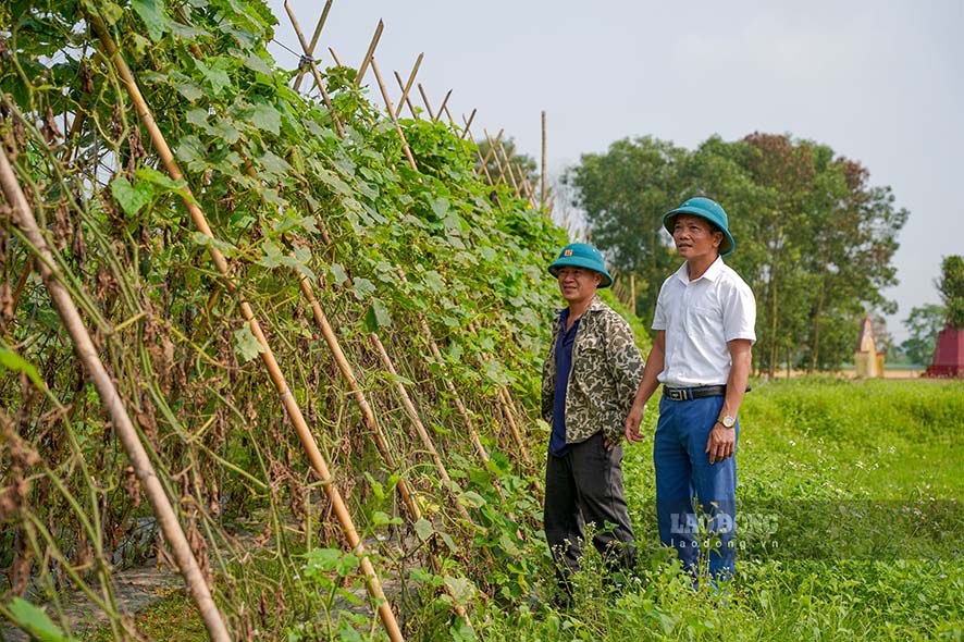Lãnh đạo xã Thanh Long đánh giá hiệu quả mô hình trồng bí xanh trên đất bãi. Ảnh: Phạm Thông