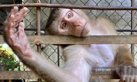 Một cá thể khỉ bị săn bắt từ rừng, nuôi nhốt và chờ bán cho khách. Khỉ thường bị giết hại rất dã man, phục vụ niềm tin mù quáng của một bộ phận người dân cho rằng ăn thịt khỉ, uống cao khỉ có thể chữa bệnh. Ảnh: PV Lao Động