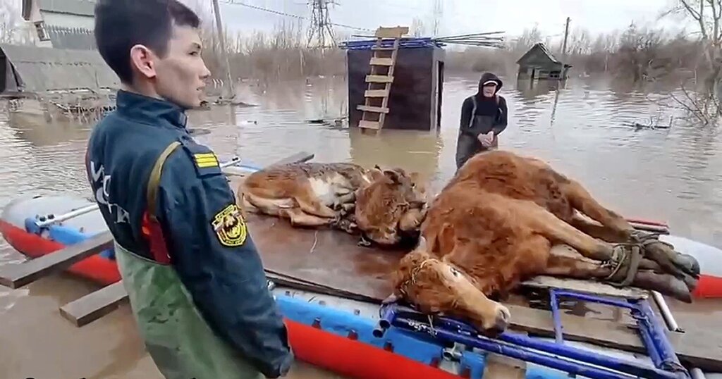Nhân viên cứu hộ giúp chuyển 2 con bò ra khỏi khu vực lũ lụt ở vùng Orenburg, Nga. Ảnh: Bộ Tình trạng khẩn cấp Nga