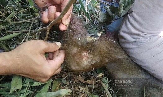 Lực lượng kiểm lâm cứu một cá thể khỉ bị dính bẫy gặp trong quá trình đi rừng. Ảnh: PV Lao Động
