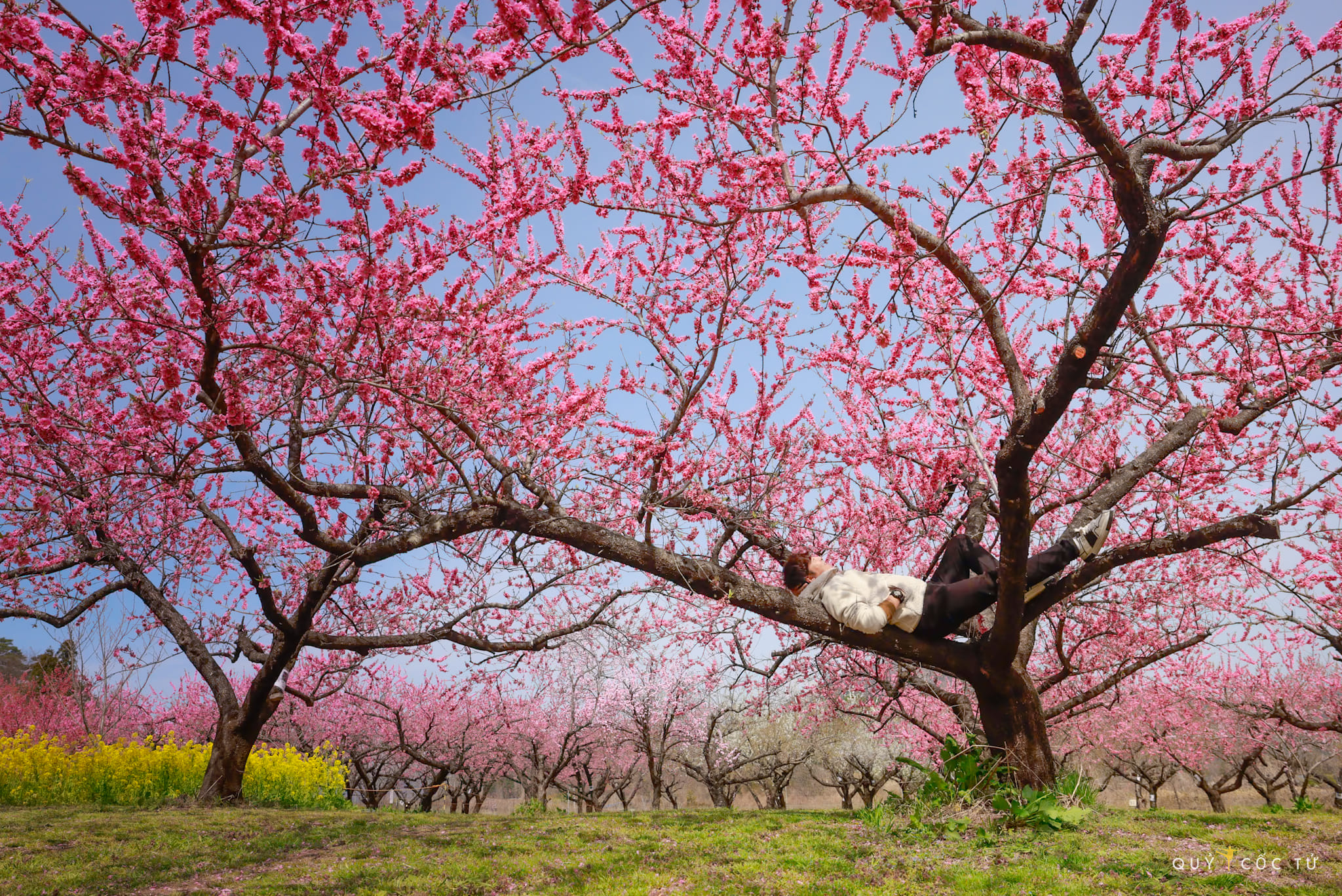 Lần đầu ngắm hoa anh đào ở Fukushima, blogger Quỷ Cốc Tử chia sẻ kinh nghiệm và cảm xúc: “Thời gian đẹp nhất để ngắm là buổi sáng sớm nắng mai dịu nhẹ. Vườn đào chớm bừng tỉnh mà còn e ấp sau một đêm say giấc, sương mai vẫn vương trên từng cánh hoa. Còn dưới mặt đất, vạn cánh hoa hồng gieo mình trên thảm cỏ xanh ru tình quá đỗi.  Quanh vườn hoa đào là những luống cải nở rộ hoa vàng khiến khung cảnh càng thêm quyến rũ”.