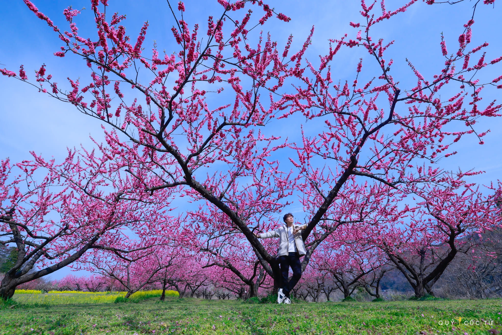 Điểm đặc biệt của vườn hoa Hanamomo no Sato là miễn phí tham quan và không đông đúc khách tham quan như những điểm nổi tiếng nên bạn được tự do vào vườn chụp ảnh, ngắm hoa thoải mái mà không lo chen lấn. Ngoài ra, du khách vẫn có thể ủng hộ tùy tâm để nhà vườn có thêm kinh phí chăm sóc cây cối.